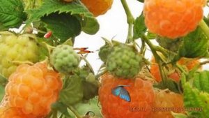 Малина ремонтантная Желтый пингвин (rubus idaeus) ? обзор: как сажать, саженцы малины Желтый пингви