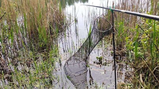 Рыбалка на золотого карася весной в Подмосковье поплавочной удочкой