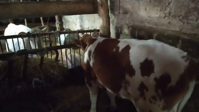 Купил быка Симментала.