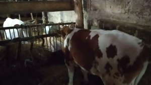 Купил быка Симментала.