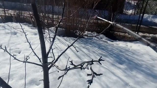 Весенняя обработка карбамидом смотреть онлайн