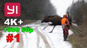 #1. Загонная ОХОТА. 15 декабря 2018г.