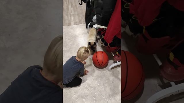 Сиамский котик ушёл и малыш заплакал, ведь Майкун дикий кот нам не нужен смотреть онлайн