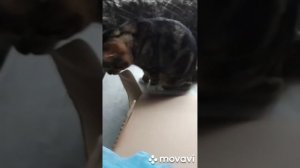 ВИДЕО ОТЗЫВ ПОКУПАТЕЛЕЙ ПЕЛАРГОНИЙ С СЕВЕРА