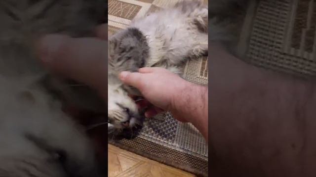 мей кун спит  #мейнкун