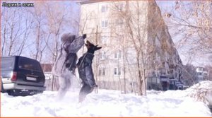 Что для Добермана кайф?