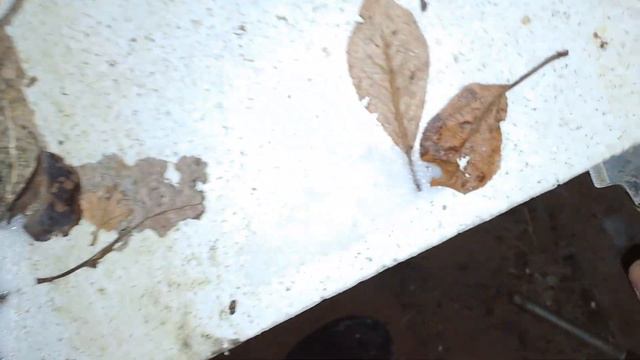 в зимовнике пчел много мышей декабрь 2023 смотреть онлайн