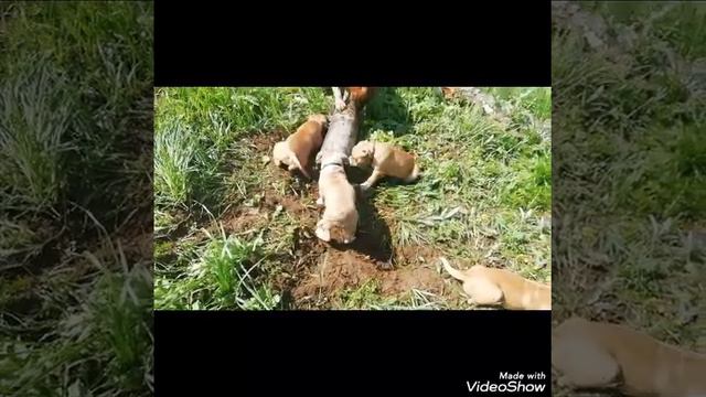 Щенки амстаффа ( РКФ). Амстаффы Ценный Приз.