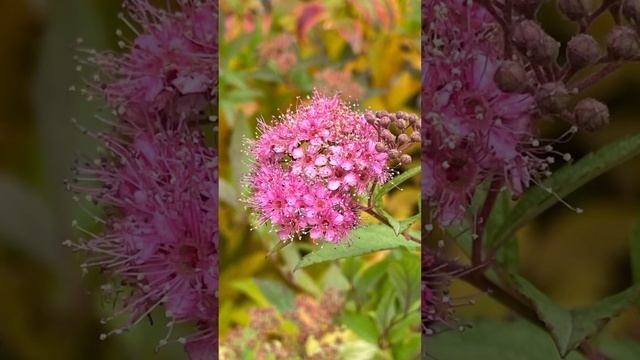 Осенние цветы на даче, Волгоград. Fleurs d'automne. Autumn flowers.