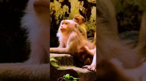 Monkey Libby trying to w-arn Luna when she always disturb baby Rainbow