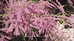 Pedaso, Tamarix ramosissima ‘Rubra’ in fiore (manortiz)