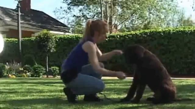 ⌘ Команда "Дай лапу!" смотреть онлайн