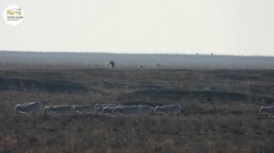 Приоткрывая заповедные двери… Одинокий пастух