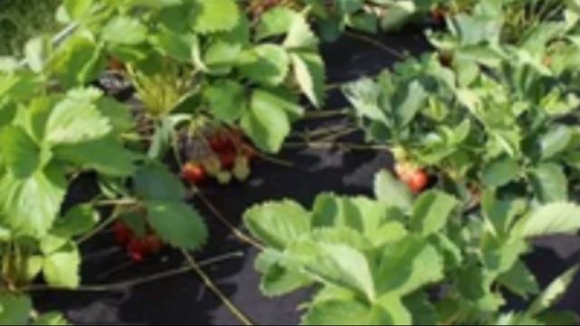 Грядки для посадки клубники – основные виды, выбор места и его подготовка смотреть онлайн