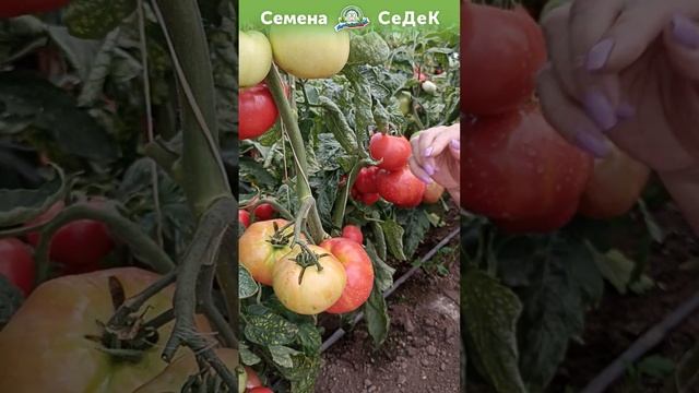 Самые урожайные и самые надёжные томаты! смотреть онлайн