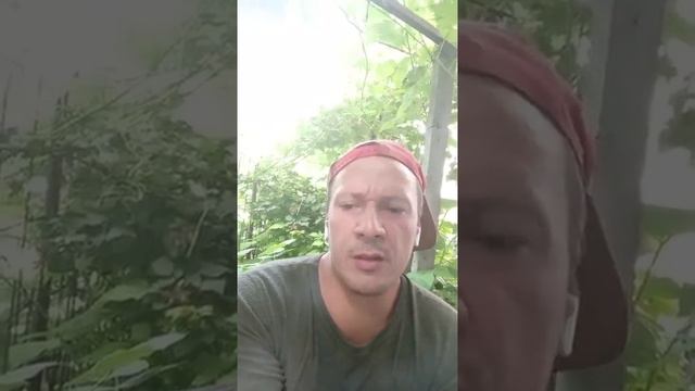 451.11.24.木.£.АМНЕЗИЯ. КРАСНОЕ. ГОНИТ .PROPHET. SHCHERBAKOV. ЩЕРБАКОВ . АРТЁМ