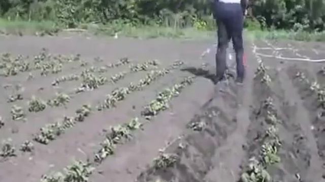 Окучник картофеля дисковый ручной. смотреть онлайн