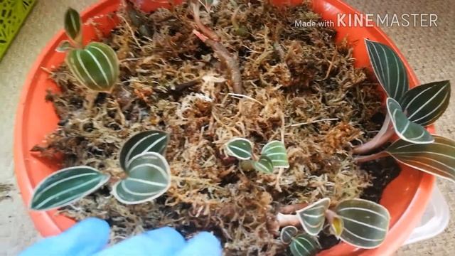 ЛУДИЗИЯ (ДРАГОЦЕННАЯ ОРХИДЕЯ)НОВЫЙ ЖИТЕЛЬ смотреть онлайн