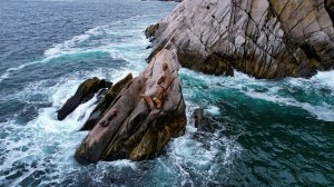Шантарские острова. Путешествие в Охотском море. Касатки, медведи, морские львы и дикая природа.