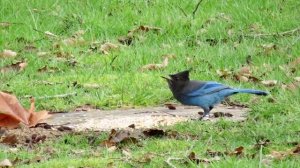 Canon SX540 HS— First Try
