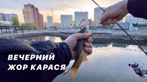 Вечерний жор карася на спиннинг