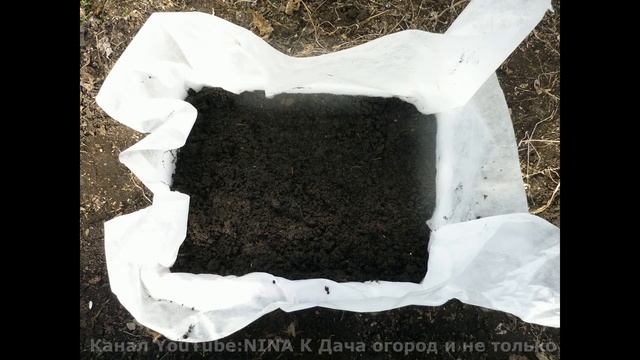 Выращивание бархатцев из семян. ПОСАДКА БАРХАТЦЕВ/Посадка ЦИННИИ в мобильную грядку без пикировки.