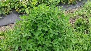 Жимолость Хоней Би 2023