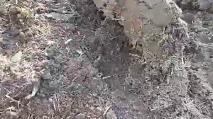 Вспашка земли в пух. Подготовка участка под газон, посев клевера, посев сидератов