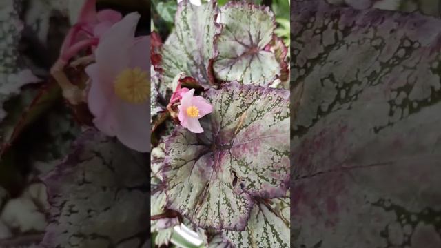 Цветение королевской бегонии. Begonia Rex.