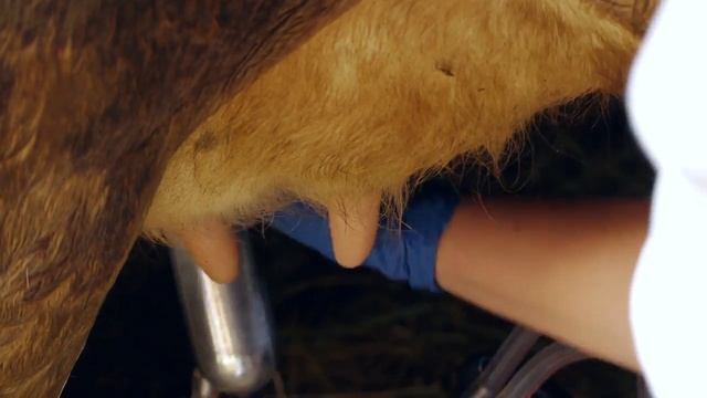 Доильный аппарат Фермер смотреть онлайн