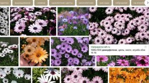 диморфотека