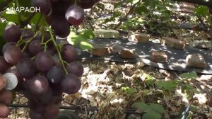 Сентябрь 2021 года, кишмиш Кодрус, кишмиш Хоуп, Фараон, Воевода, Фаэтон