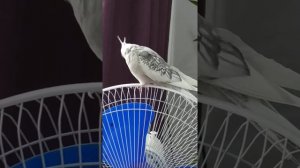 Корелла кричит