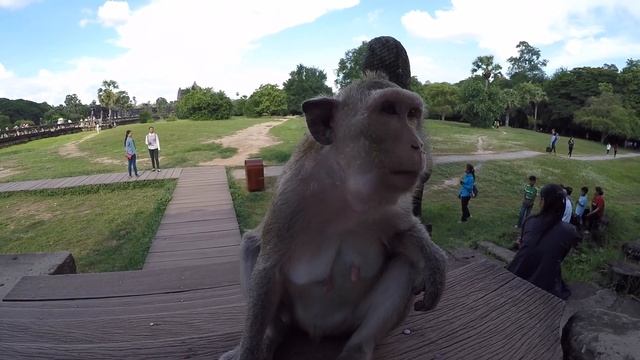 ОПАСНЫЕ ОБЕЗЬЯНЫ в Камбодже #5 смотреть онлайн