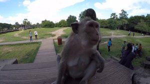 ОПАСНЫЕ ОБЕЗЬЯНЫ в Камбодже #5