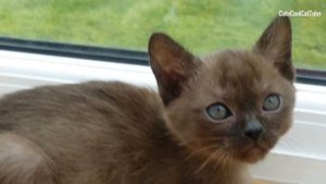 Окрас бурманских кошек