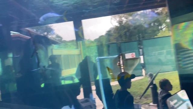 Реабилитационный центр для черепах