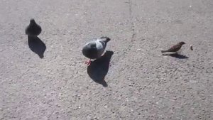 Люли-люли..люли, прилетели гули:)))