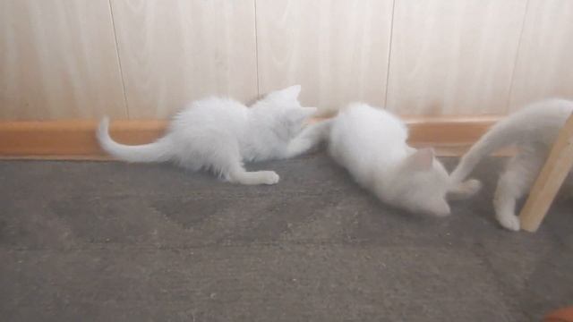 Как коты играют в футбол смотреть онлайн