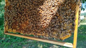 Продажа маток Ф1. Материал от Доброго Плотника#пчеловодство #продажа #майскийМёд