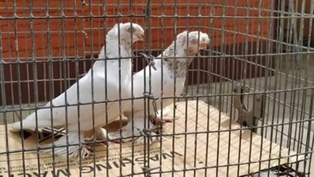 Голуби,гульбадамы обзор новичков.