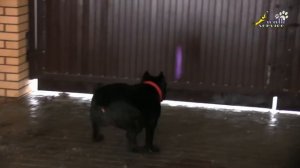 Хитрый кане корсо