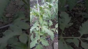 Томат сорт мальва