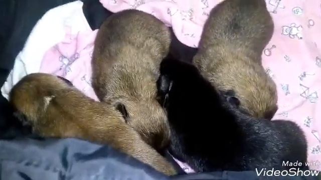 Отдам щенков в добрые руки в приют? Но это неточно:)