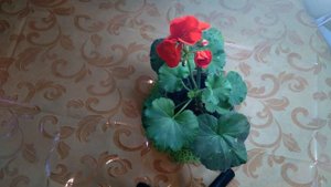 Как заставить цвести герань?! Маленькая хитрость! Geranium.