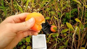 Абрикос Харостар