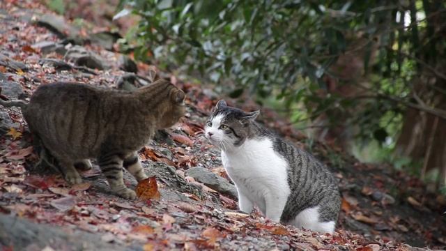 Как кошки видят в темноте | All About смотреть онлайн