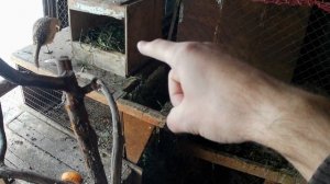 Разведение червя в ящике или корыте. Выращивание червей в домашних условиях