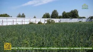 Подворье Свято-Покровского женского монастыря в селе Менчаково