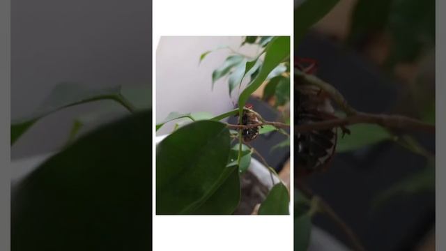 проект "Хрущик" смотреть онлайн